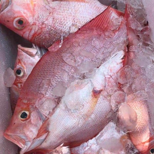Ikan Kakap Merah