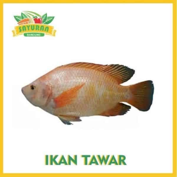 ikan nila merah 1kg