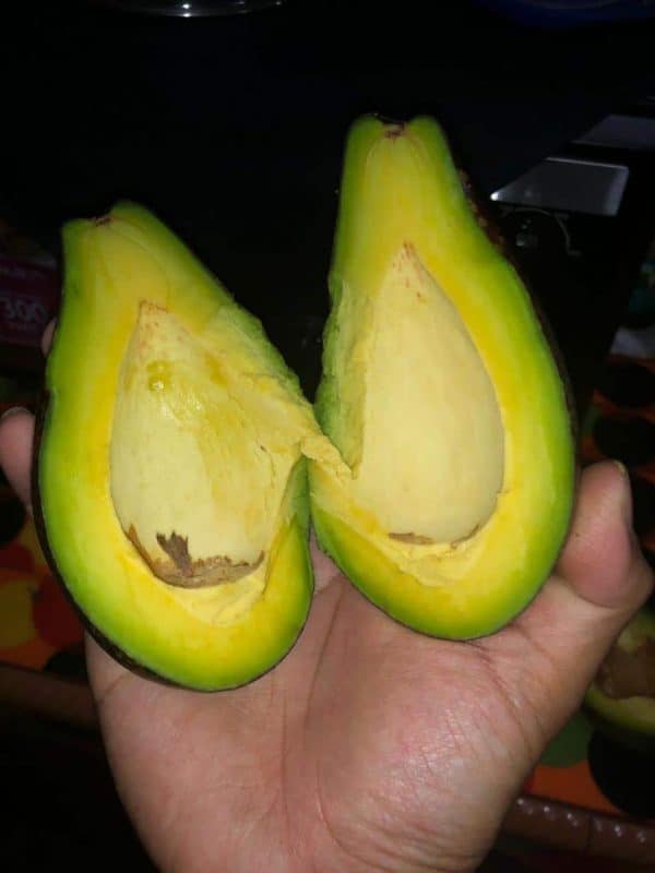 alpukat mentega lampung