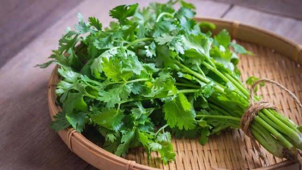 Daun Ketumbar 1ikat