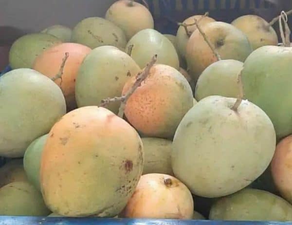 Mangga indramayu 1kg