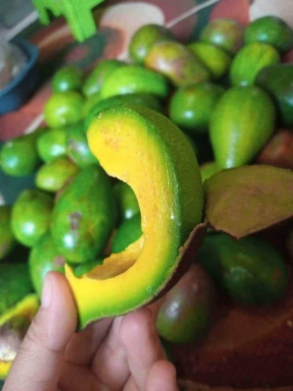 Alpukat Mentega Lokal HappyFruits 1KG
