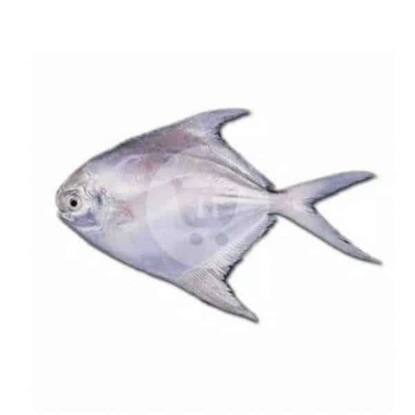 Ikan Bawal Laut 1 kg