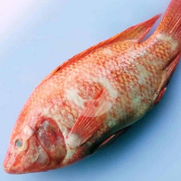 Ikan Nila Segar 1 kg