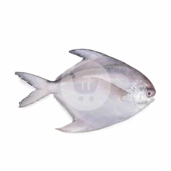 Ikan Bawal Putih 1 kg