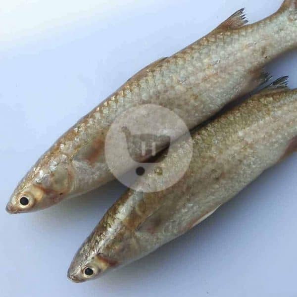 Ikan Belanak 1 kg