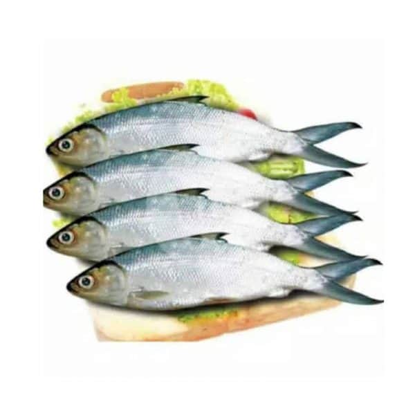 Ikan Bandeng Basah Ukuran Besar 1 kg