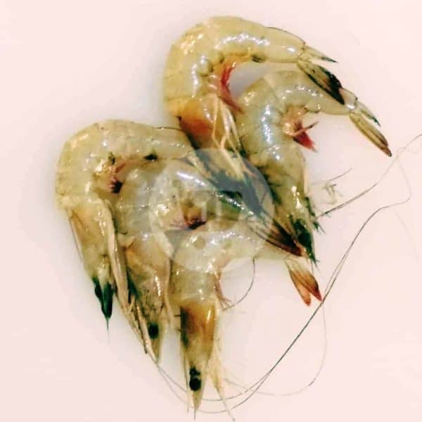 Udang Ukuran Besar 500 g