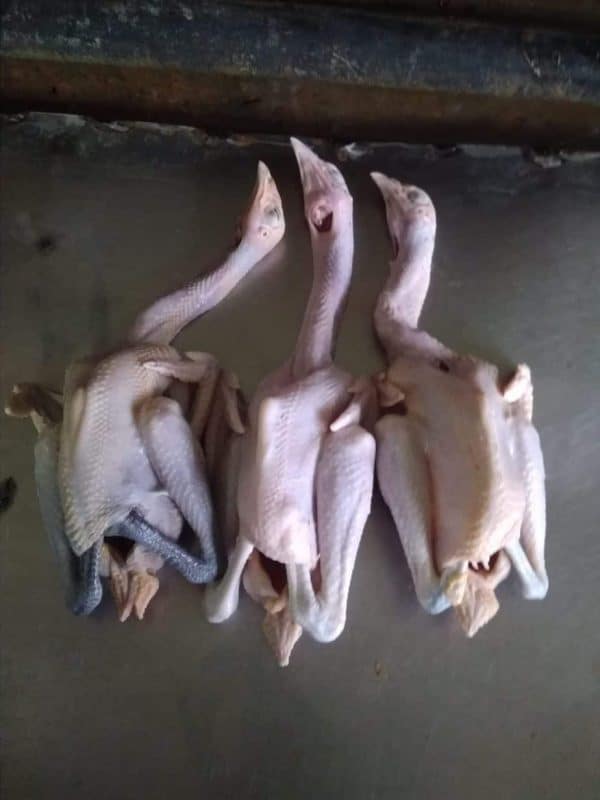 ayam kampung asli