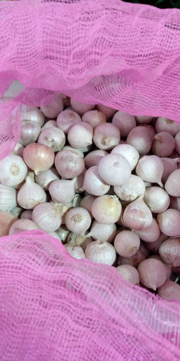 Bawang Tunggal / Bawang Lanang 500gr