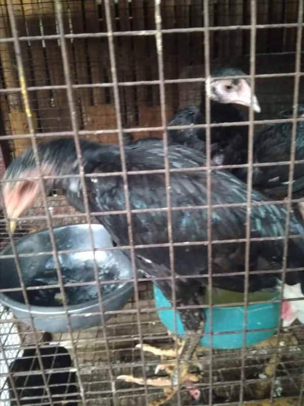 Ayam kampung asli