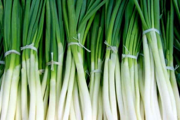 Daun bawang