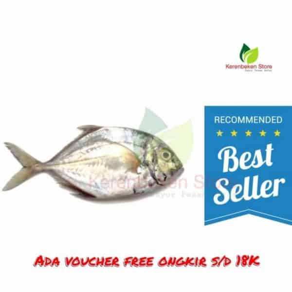 Ikan kuwe fresh berat 500gr