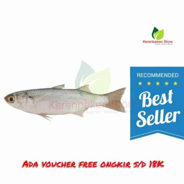 ikan belanak / blanak per 500gram