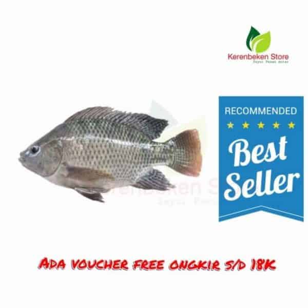 ikan mujaer / mujair per 500gr