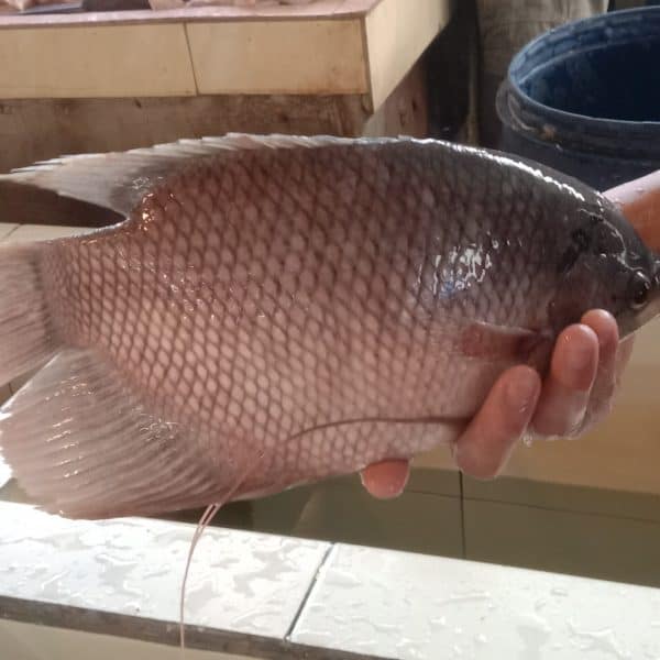 Ikan Nila Hitam 1kg