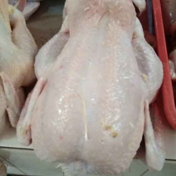 Ayam broiler
