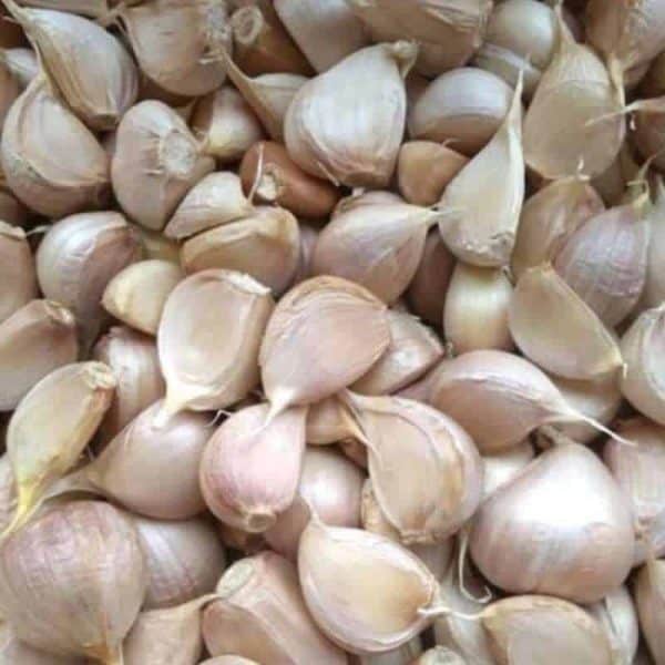 Bawang putih kating