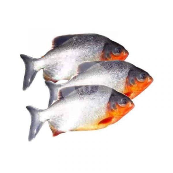 Ikan Bawal Tawar 1 kg