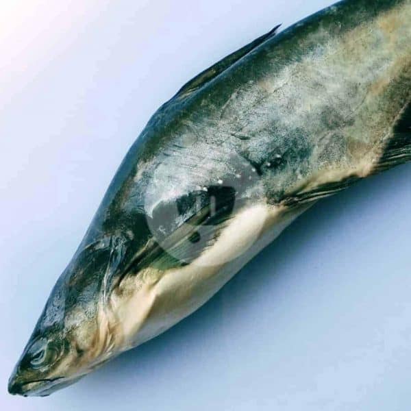 Ikan Patin Hitam 1 kg