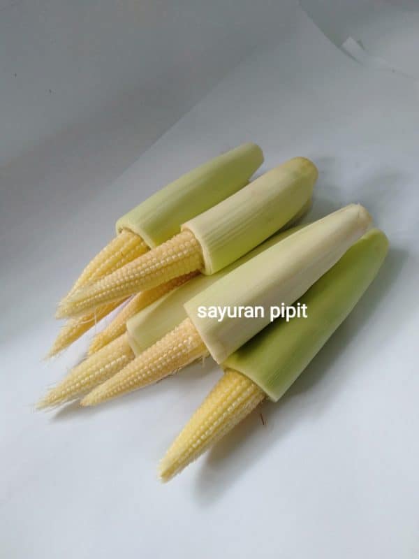 putren 500g