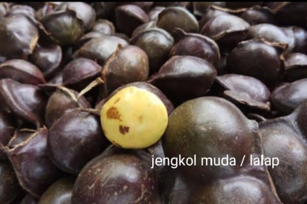 jengkol muda kulit 1 kg