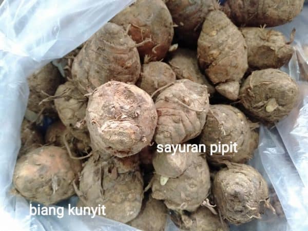 biang kunyit 250g