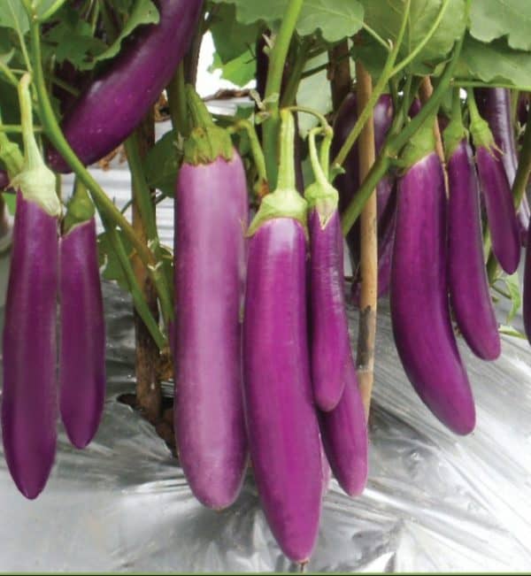 terong ungu 1kg
