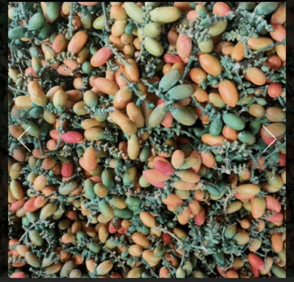 buah Tangkil 100 g