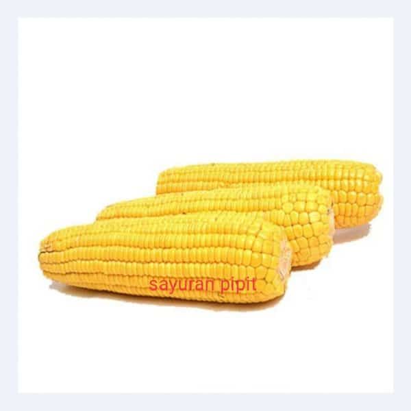 Jagung madu 1 pcs