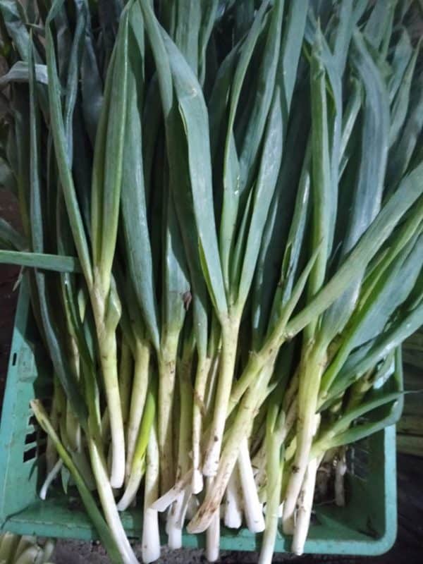 daun bawang 250g