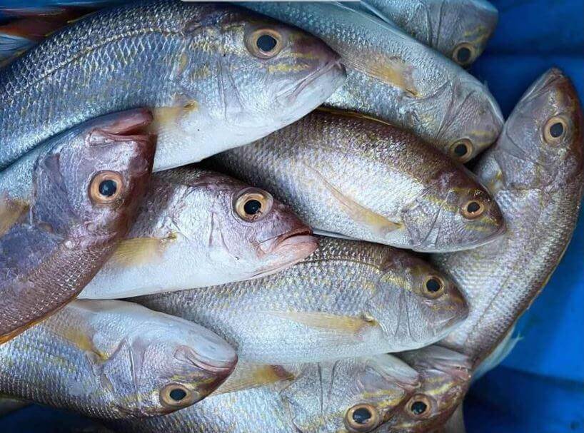 Ikan Kakap 1 kg – Pasar Segar