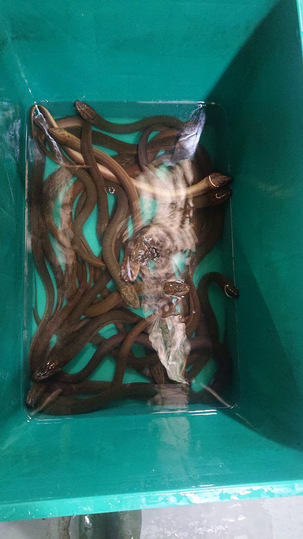 BELUT HIDUP 500GRAM
