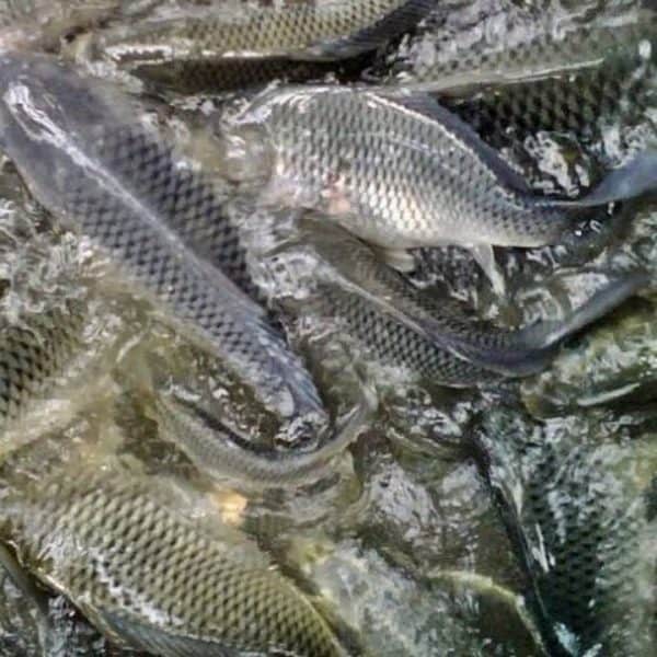 IKAN MAS HIDUP 1KG