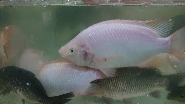 IKAN NILA SUBANG HIDUP 1KG