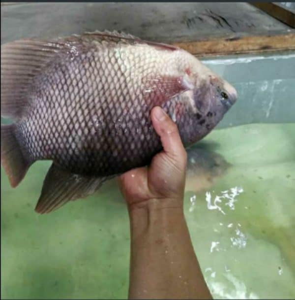 IKAN GURAME HIDUP 500GRAM