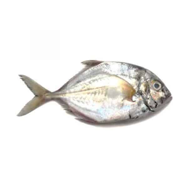 Ikan Kuwe / kg