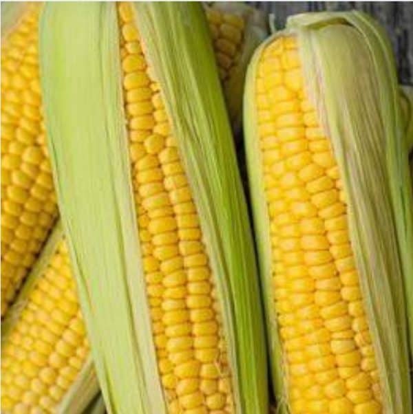 jagung manis 1 pics
