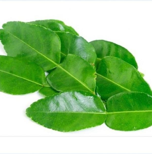 daun jeruk bnungkus besar