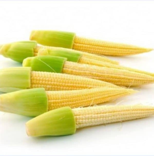 putren 500 g