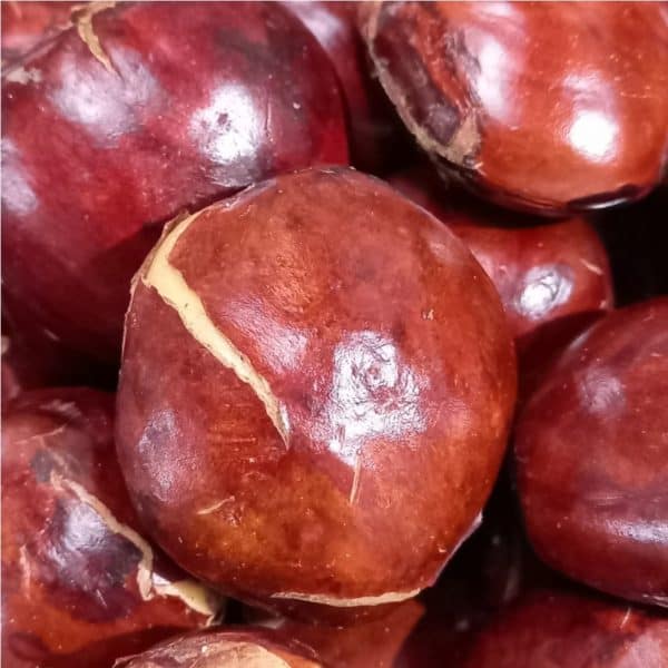 jengkol tua 250 g