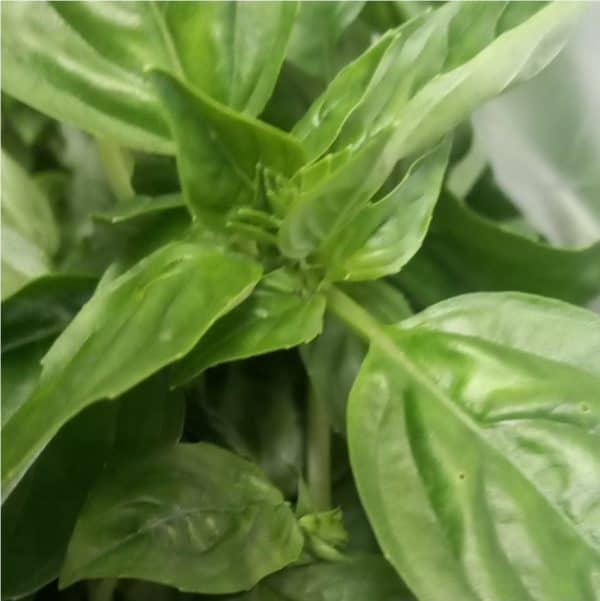 Daun bazile 30 g