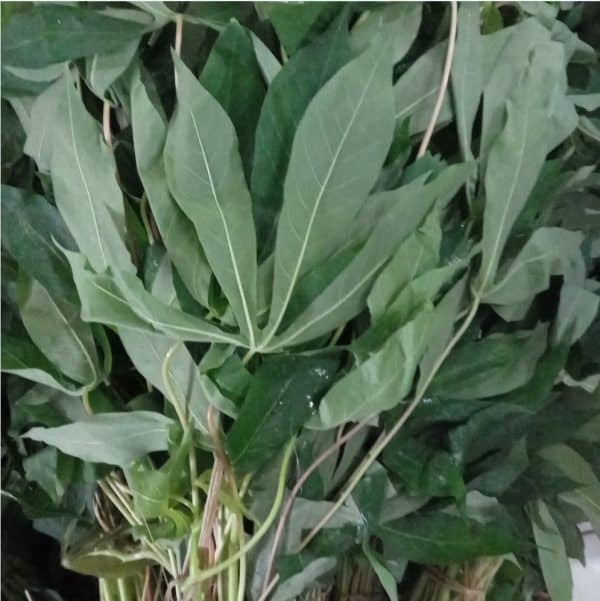 daun singkong 1 ikat isi 2