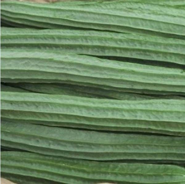 oyong 1 kg
