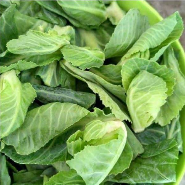 ciwis 250 g