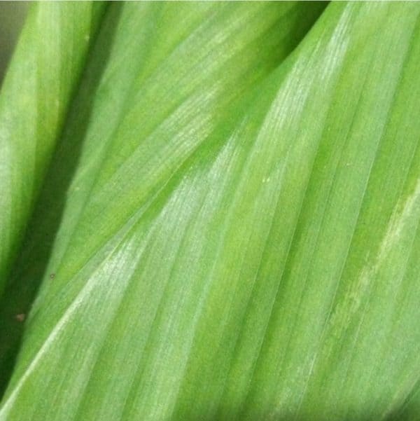 daun kunyit 1pack isi 4 - 6 lmbr