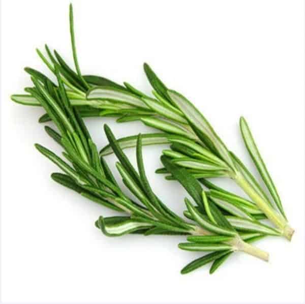 Daun rosemary 1 pack