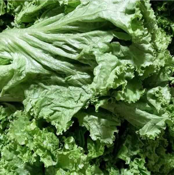 daun slada kriting 250 g