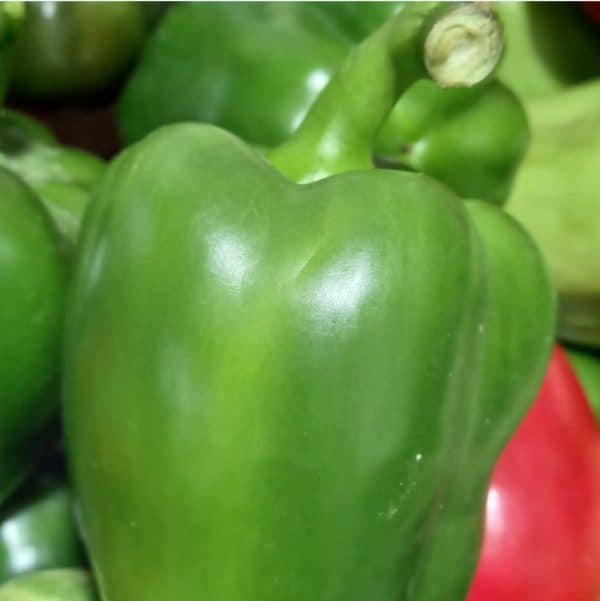 paprika hijau 1 biji