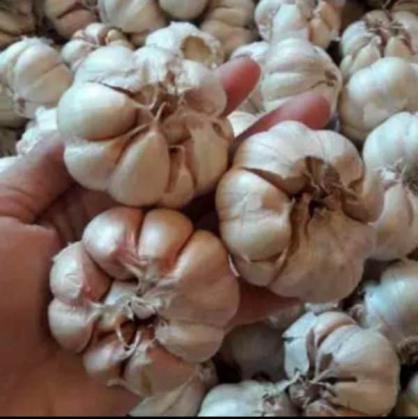 Bawang putih 250 gram